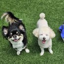 대구애견유치원 우리 강아지의 두 번째 집, 도기야드 후기