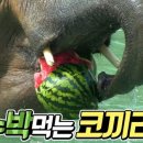 코끼리셀프 이미지