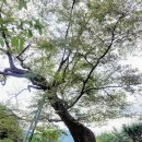 중촌마을 세천 이미지