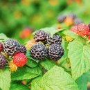 굿모닝농장 이미지