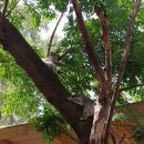 (주)나인관광투어 | 호주 시드니 여행 근교 투어 <블루마운틴 페더데일> 마이리얼트립 놀러와시드니 후기