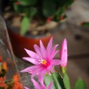 꽃을 찾아서(7, 끝) - 아산 세계꽃식물원 이미지