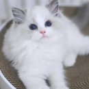 플라워돌스 이미지