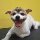 꽃단장하시개 | 스트레스없는 애견미용추천 연신내 꽃단장하시개.