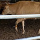 호진농장 이미지