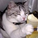 청춘술집 이미지