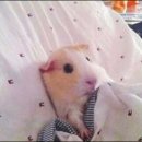 스타 오 이미지