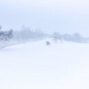 2026년 1월 20일(424차) 대관령-양떼목장 트레킹&amp;능경봉 눈꽃산행~~ 이미지