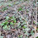 정선 국민여가캠핑장 이미지