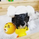 파파펫살롱 | 중랑 애견미용 [파파펫살롱]에서 긍정 훈련으로 좋은...배냇미용, 두 번 다녀온 후기, 개방형 애견미용)
