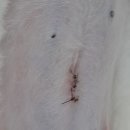 본오365동물병원 이미지