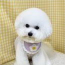 솜사탕 애견미용실 이미지