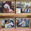 펫살롱 꽃단장 이미지