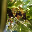 꽃순이농장 이미지