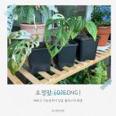 오정팟 OJEONG 내돈내산 분갈이 플라스틱 화분 사용 후기