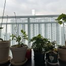 다이소 식물키우기: 하하남매네 홈가드닝 기록 #2
