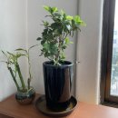 디지털로 | 📸 엄마의 추억을 디지털로… 사진 스캔 전후 비교 후기! | 스마트메모리즈