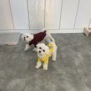 아롱`s 펫디저트 이미지