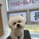 퍼피루시드 이미지