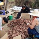 김종한농장 이미지