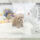 이지훈동물병원 | 종로구 강아지분양 꼬똥드툴레아분양 성공 비결은 이것?!