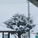 주목나무집 이미지