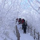 전남 구례 지리산 눈꽃산행(1) 이미지