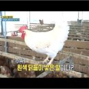 유나네 자연숲 농장 | 극한직업 유정란 유나네 자연숲 농장