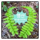 자연알로(성남) 이미지