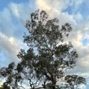 가족나무 이미지