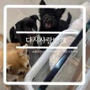 다시사랑받개 이미지