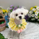 뉴데이 반려견 미용실 이미지