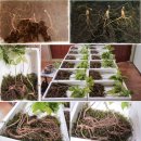 선의농원 이미지