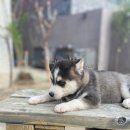 수아켄넬 이미지