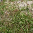 버뮤다그래스(BERMUDA GRASS) 이미지