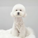 몽트라슈 이미지