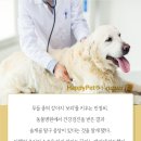 건강한 강아지 이미지