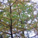 엘크사슴 이미지