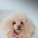 GOODOG 네이버블로그