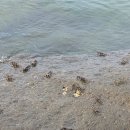 동해이발관 | 마지막/강릉교동짬뽕/포나가르사원/혼총 비치/나트랑 서울이발관에서 귀청소/깜란국제공항 면세점