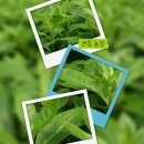 굿모닝농장 이미지