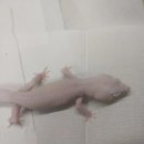 게코컴퍼니 네이버블로그