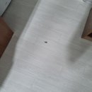 “에어비앤비 숙소 방역, 어떻게 하면 후기 좋아질까?