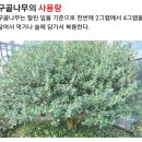 구골나무 효능및 부작용, 주의상황 이미지