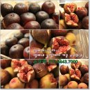 영배농장 이미지