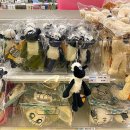 윌리스펫 이미지