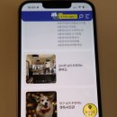 금오동물병원 애견미용실 | 어플 리뷰]반려동물과 함께라면 필수! 애견동반 꿀팁 가득한 강아지어플, 띵크펫 체험기 후기,가격,정보