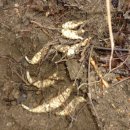 농군농장 이미지