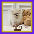 퍼피댕 강아지분양 안심분양소 광명점 말티푸 미니비숑 토이푸들 이미지