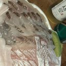 신안우럭 | 안양 농수산물시장 맛집 : 신안수산 불금 광우도회 포장 후기